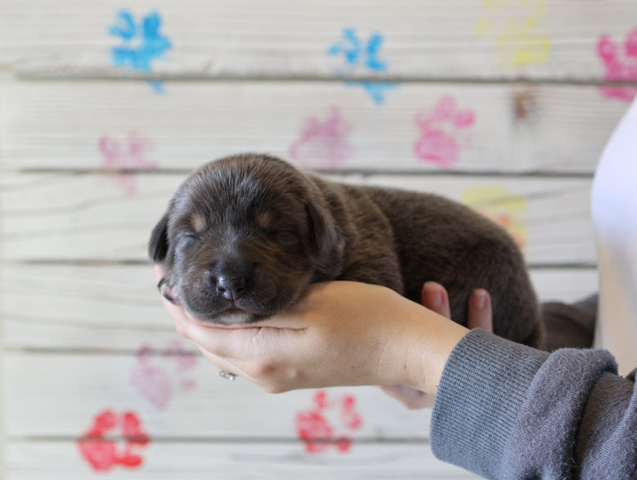 chinook puppy